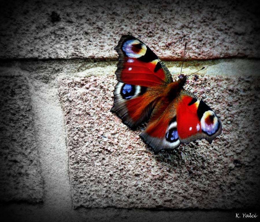 Peacock Butterfly