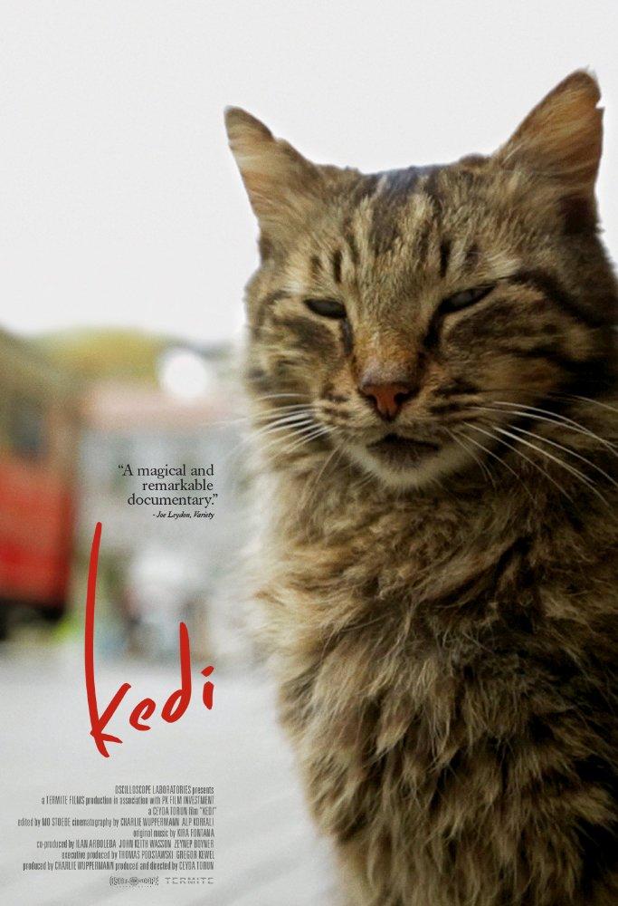 ‘Kedi’, Amerika’da en çok izlenen Türk filmi oldu!