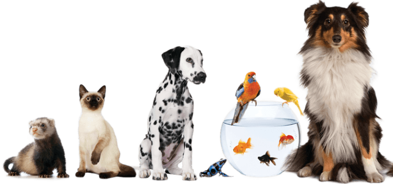 Çeviri Cihazları Evcil Hayvanlarınızla Konuşmanızı Sağlayabilir