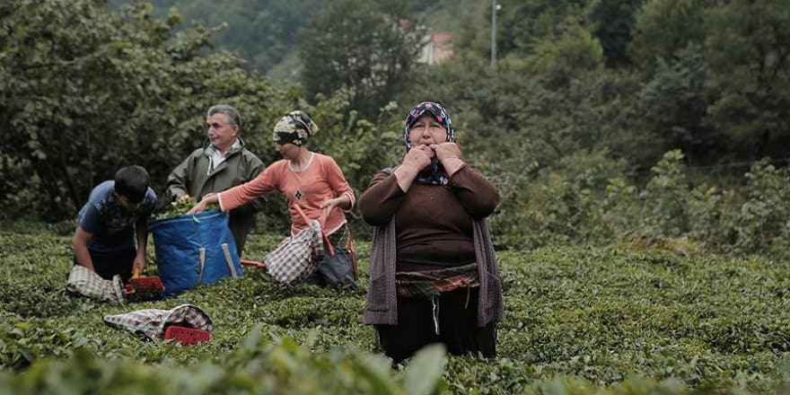 UNESCO’nun Kültürel Miras Listesi’ne Giren Dil: Kuş Dili